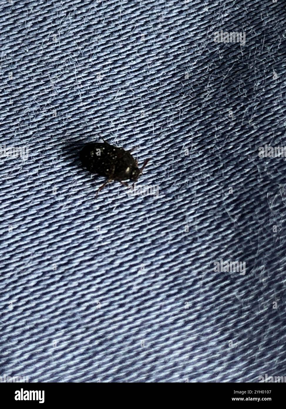 Black Carpet Beetles (Attagenus Stock Photo - Alamy