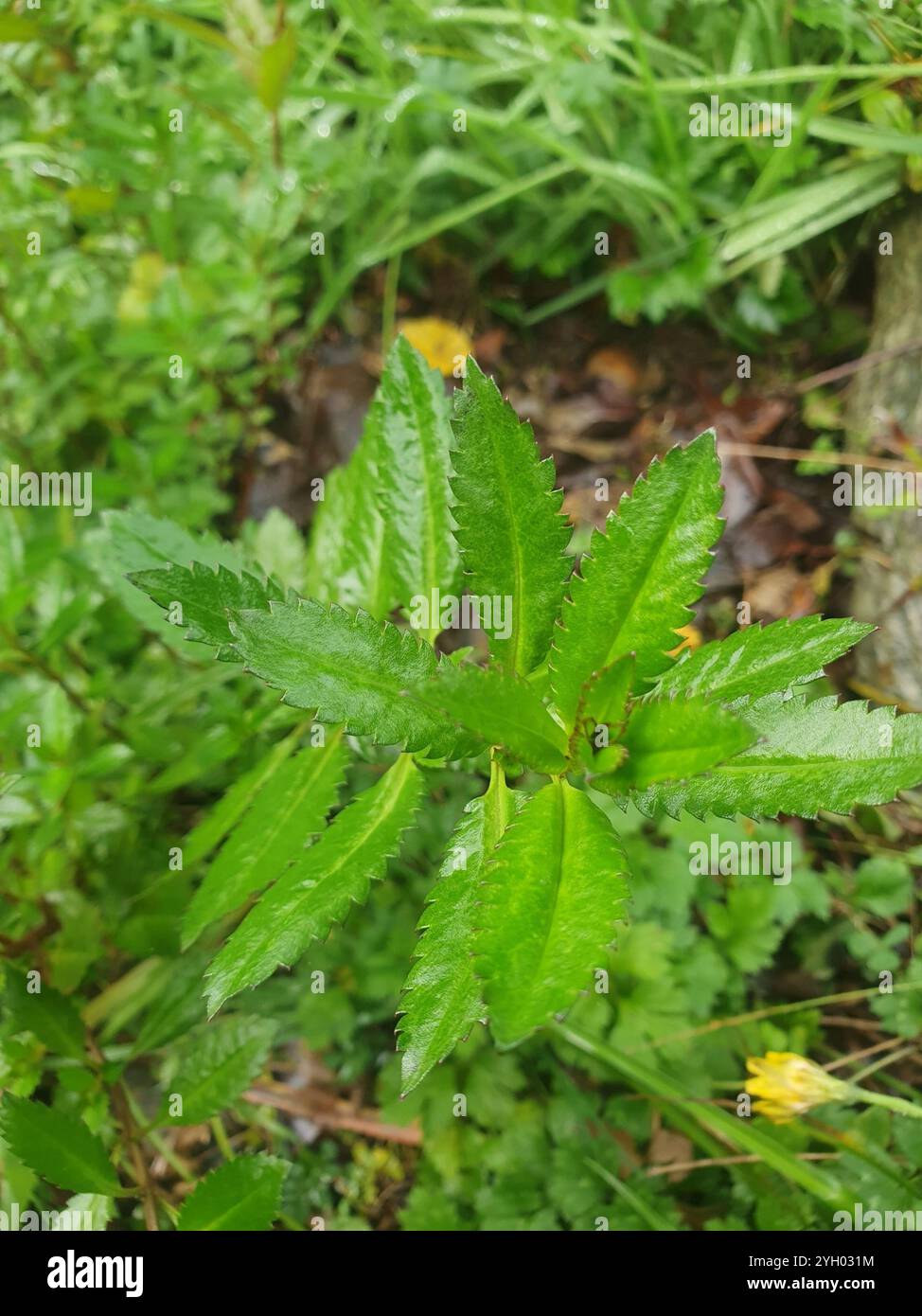 Haloragis erecta hi-res stock photography and images - Alamy