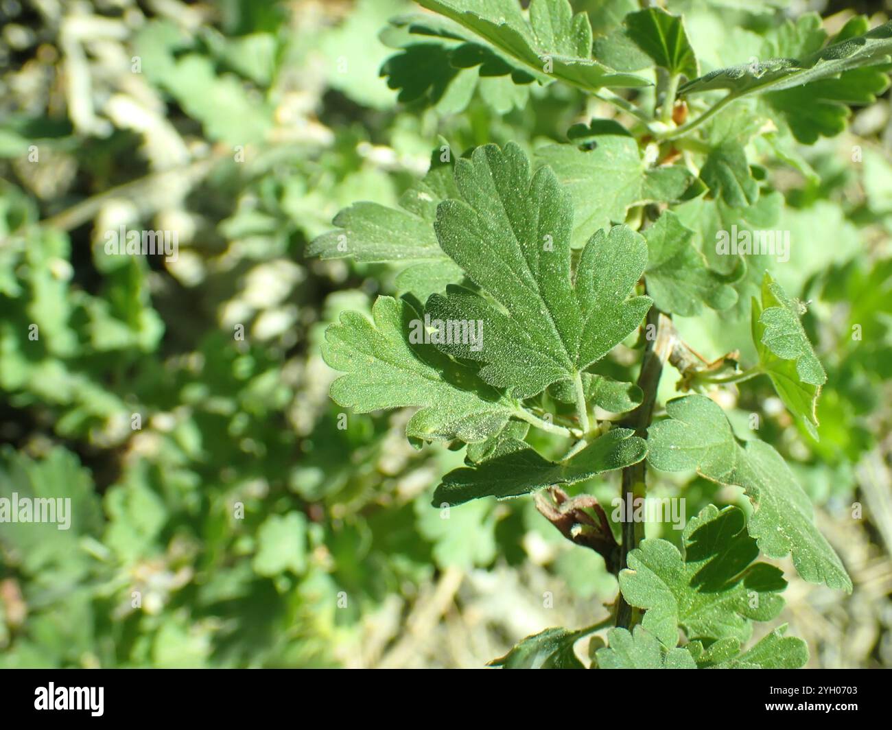 Ribes roezlii hi-res stock photography and images - Alamy