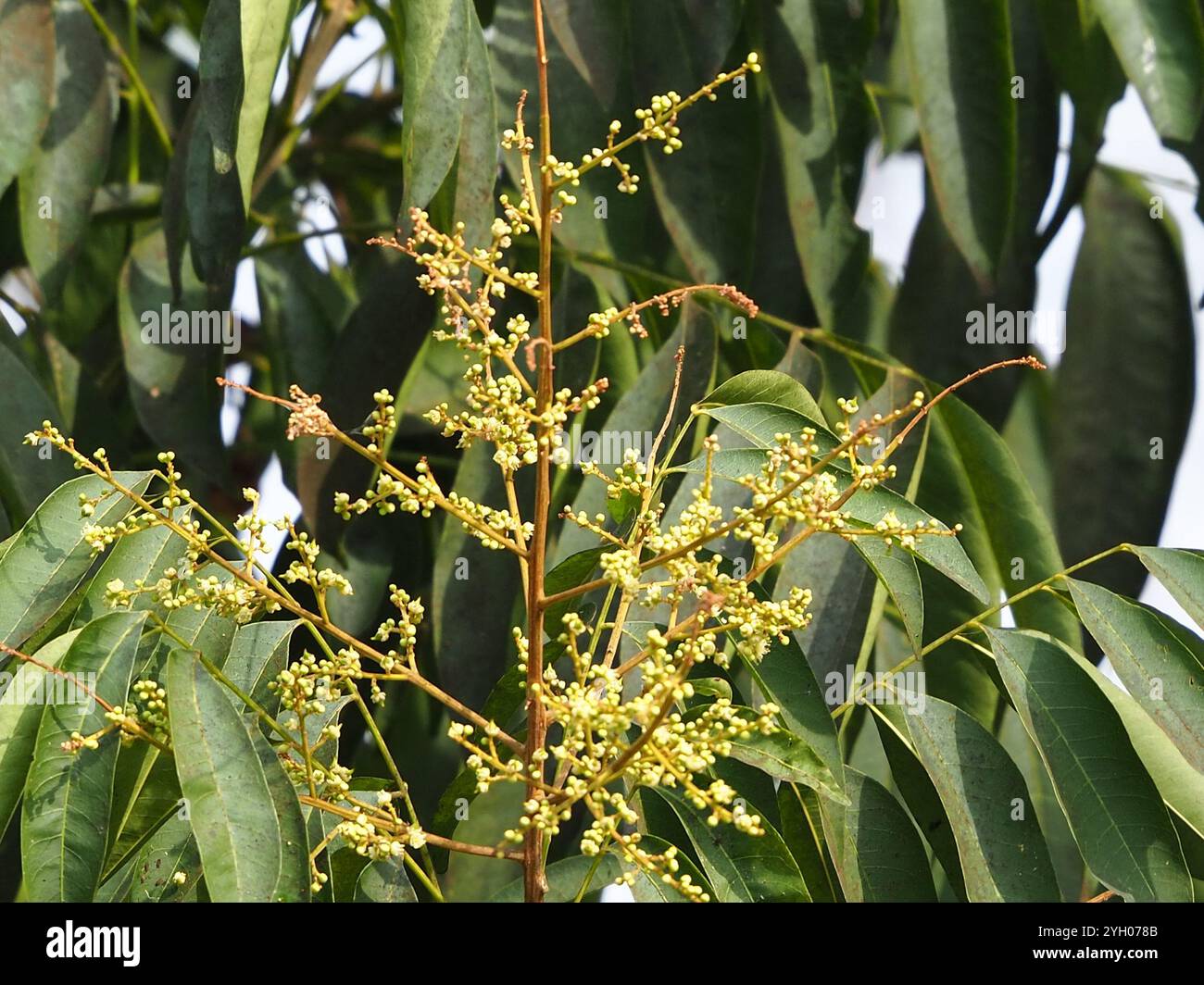 Reetha Tree Images Sapindus mukorossi hi-res stock photography and images - Alamy