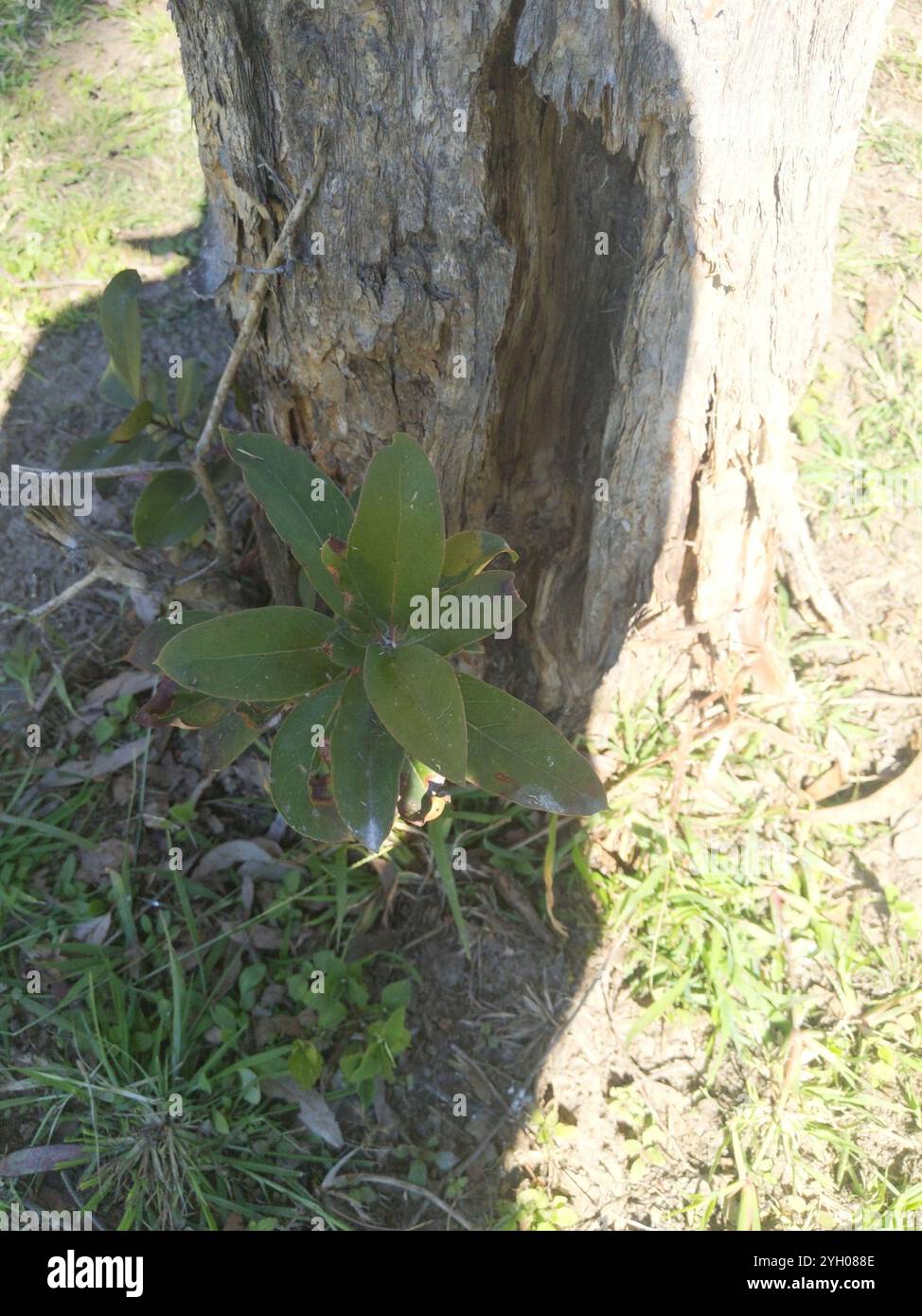 swamp box (Lophostemon suaveolens Stock Photo - Alamy