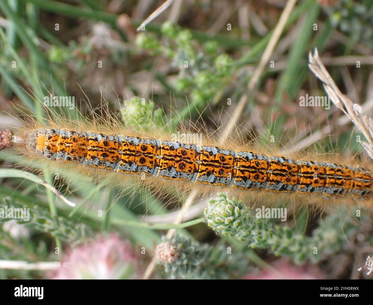 Lackey Example The ground lackey hi-res stock photography and images - Alamy