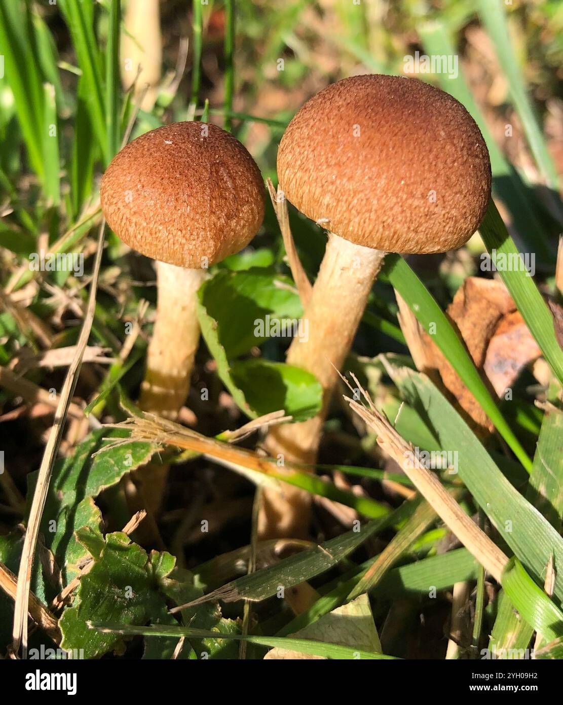 weeping widow (Lacrymaria lacrymabunda Stock Photo - Alamy