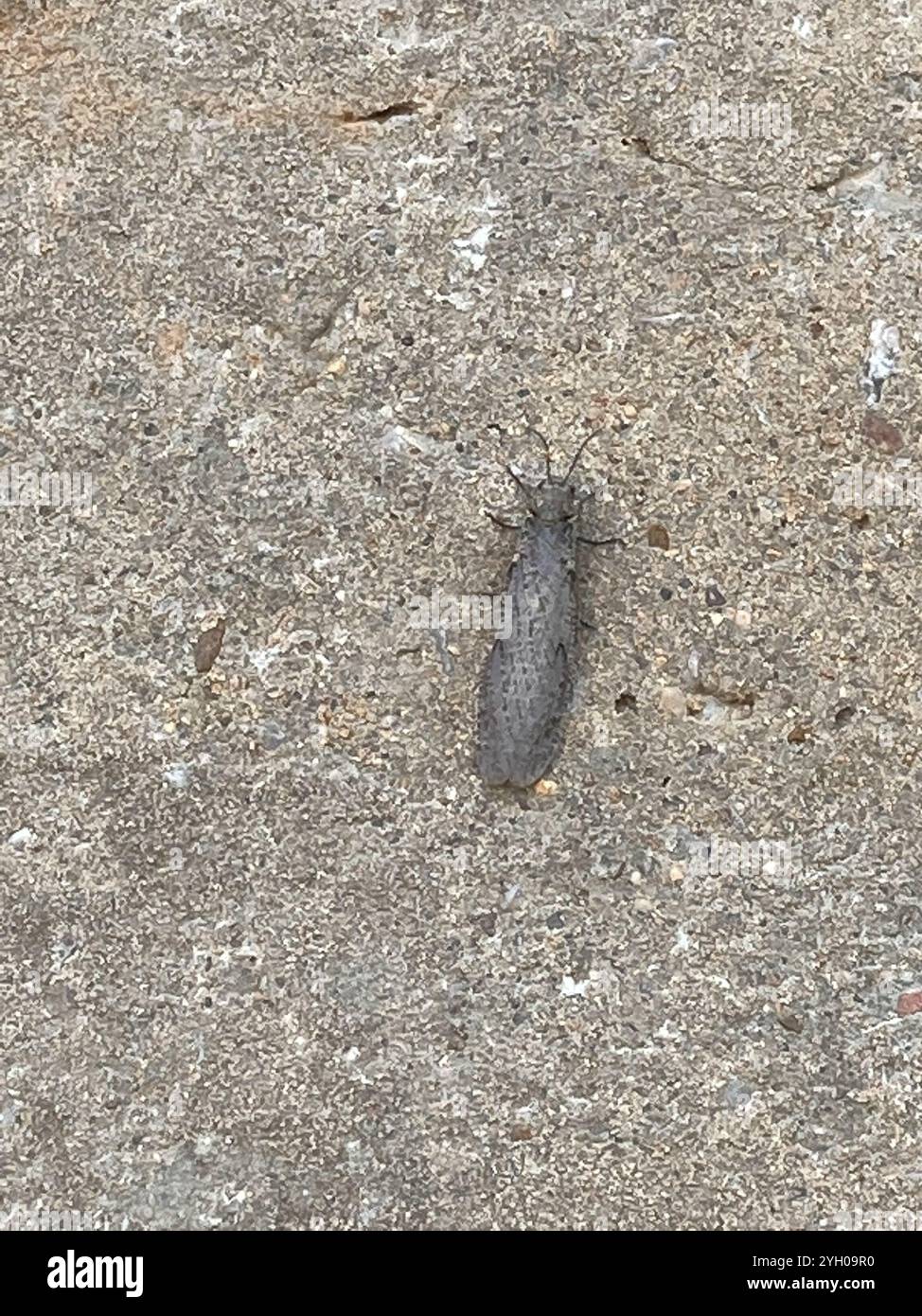 Dobsonflies and Fishflies (Corydalidae Stock Photo - Alamy