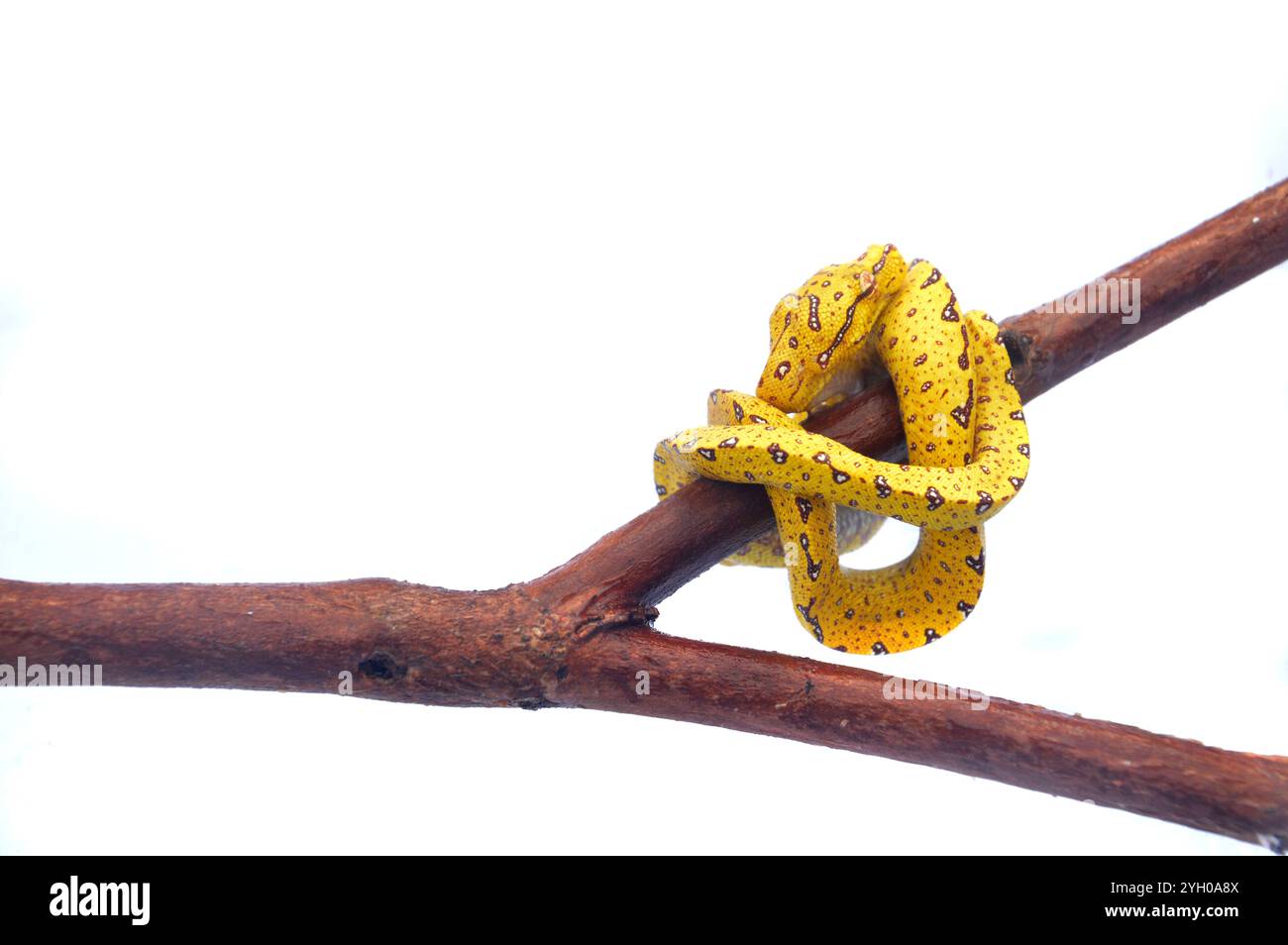 Small Yellow Python Snake little yellow phyton snake on the twig isolated on white background ...