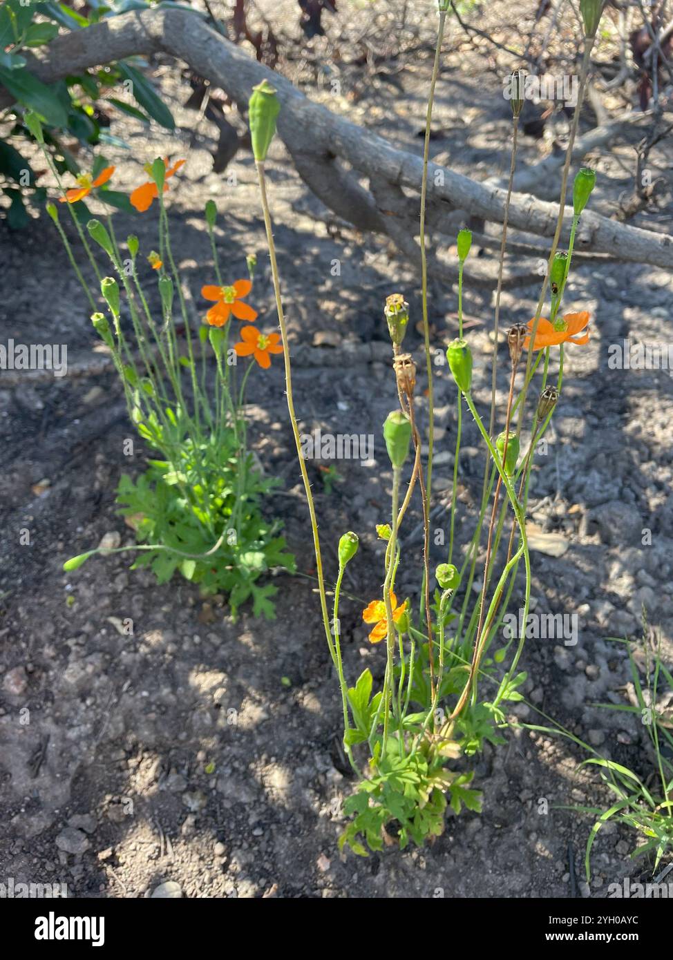 Papaver californicum hi-res stock photography and images - Alamy