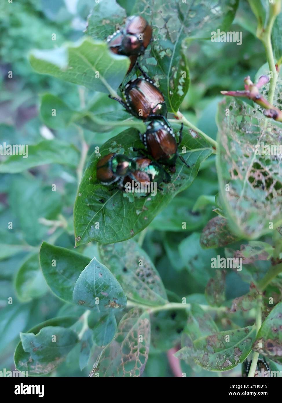 Japanese Beetle (Popillia japonica Stock Photo - Alamy