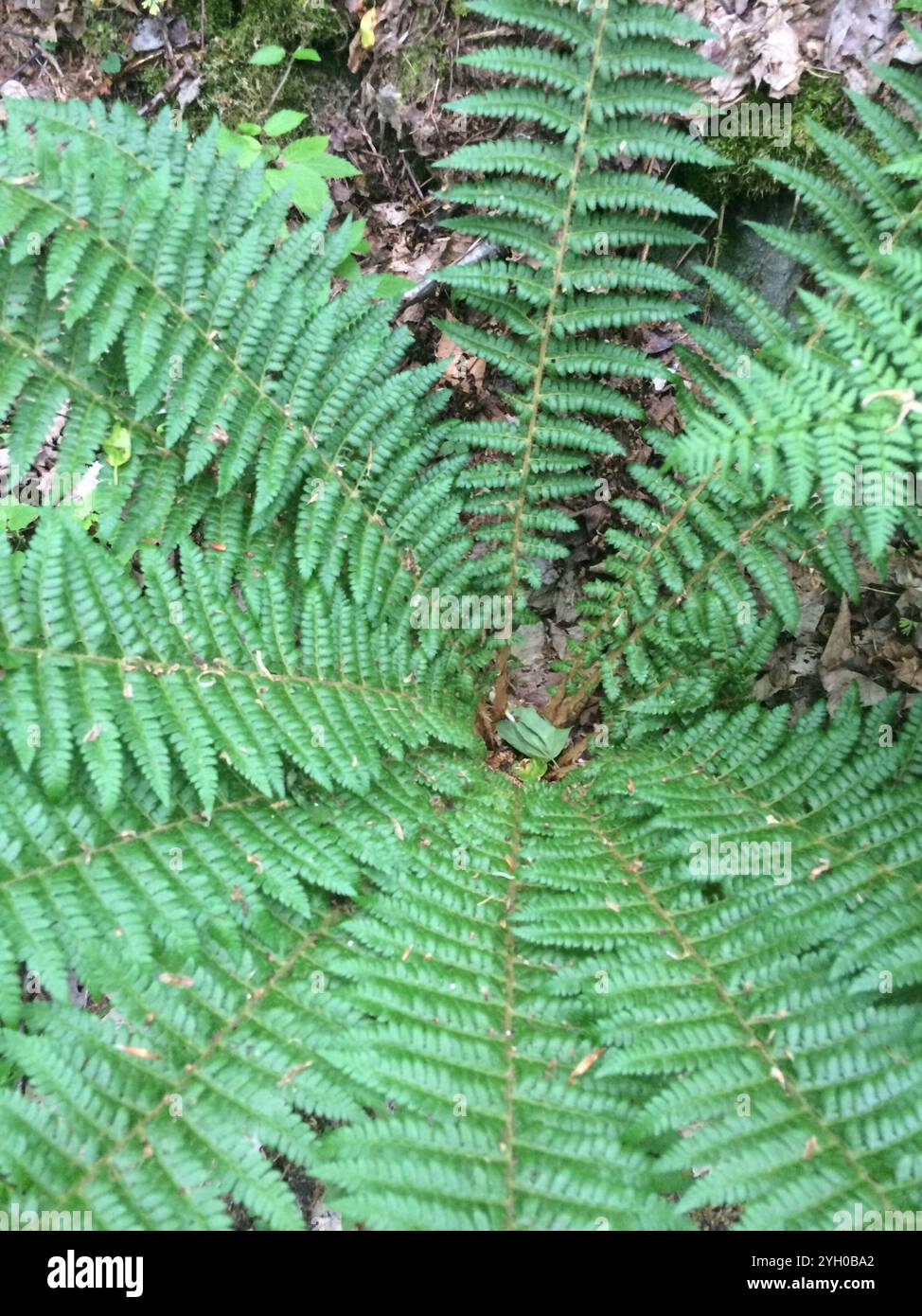 Brauns holly fern hi-res stock photography and images - Alamy