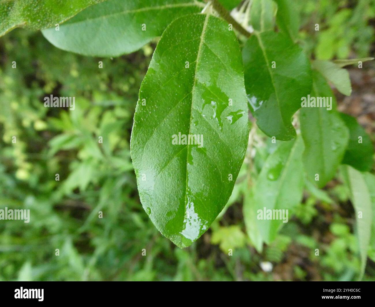 Elaeagnus parvifolia hires stock photography and images Alamy — free download