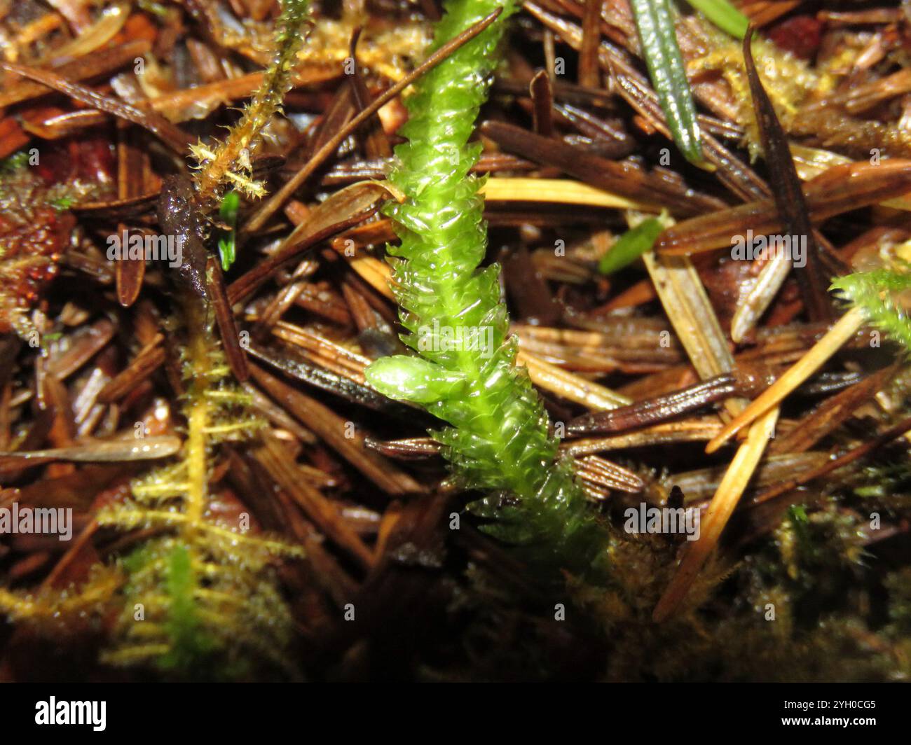 Waved Silk moss (Plagiothecium undulatum Stock Photo Alamy Waved Silk moss (Plagiothecium undulatum Stock Photo Alamy