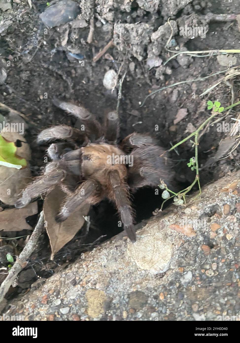 Java Brown Tarantula Texas Brown Tarantula (Aphonopelma hentzi Stock Photo - Alamy