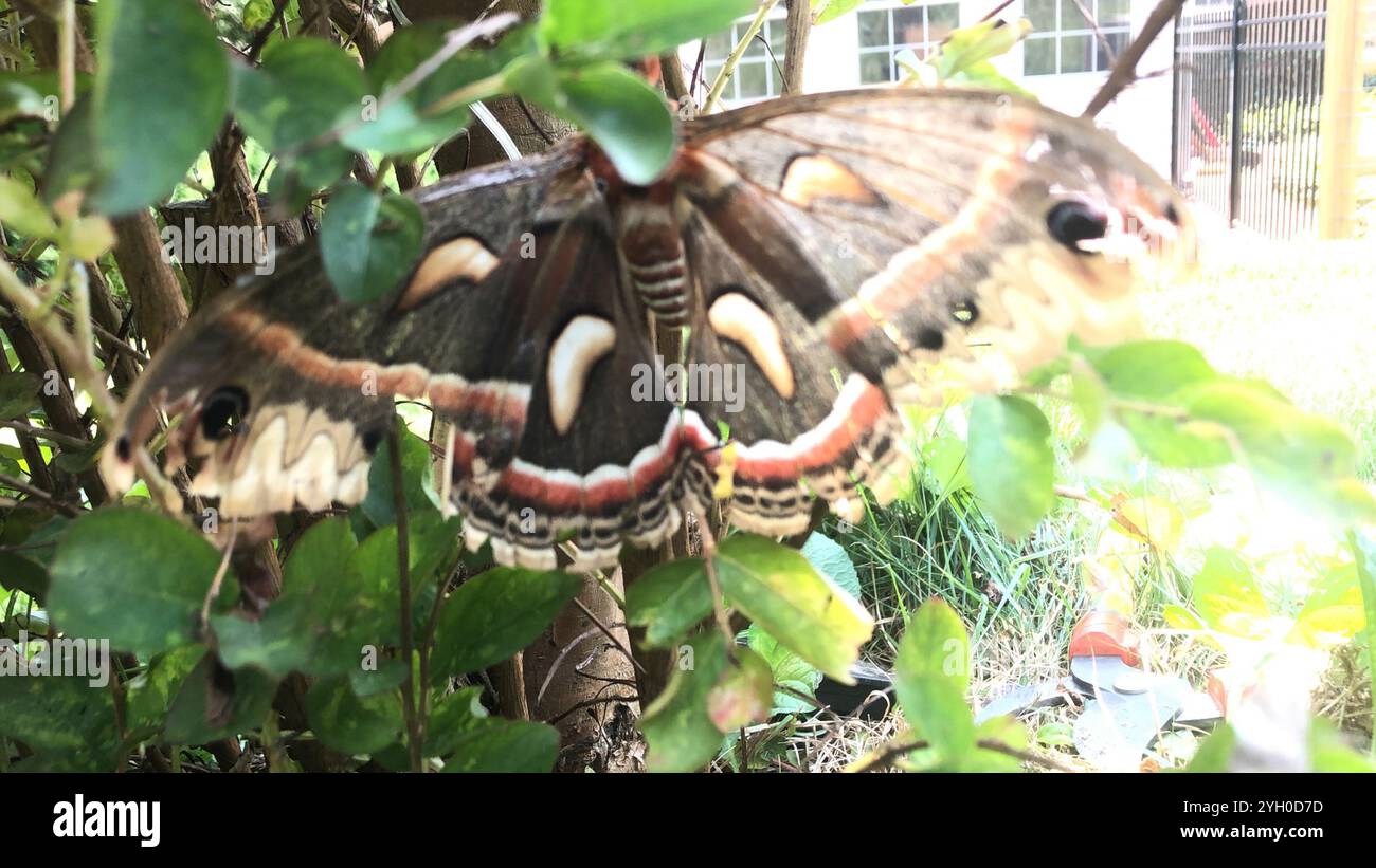 Cecropia Moth (Hyalophora cecropia Stock Photo - Alamy