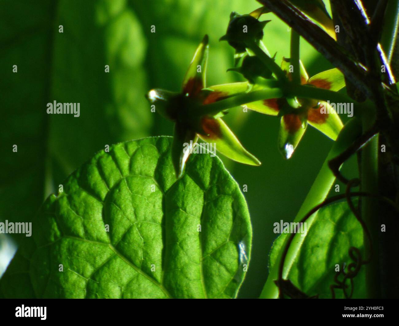Suberosus hi-res stock photography and images - Alamy