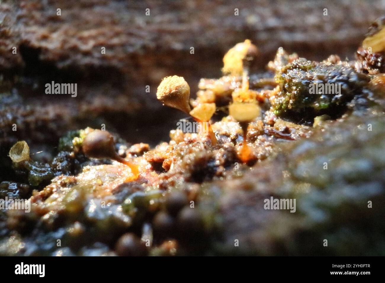 Crateriformis hi-res stock photography and images - Alamy