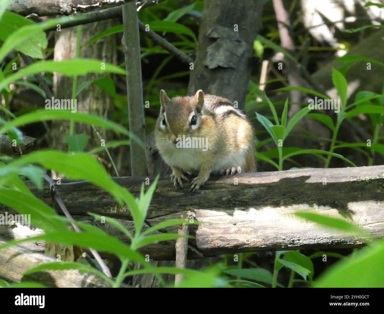 Eastern Chipmunk (Tamias striatus Stock Photo - Alamy
