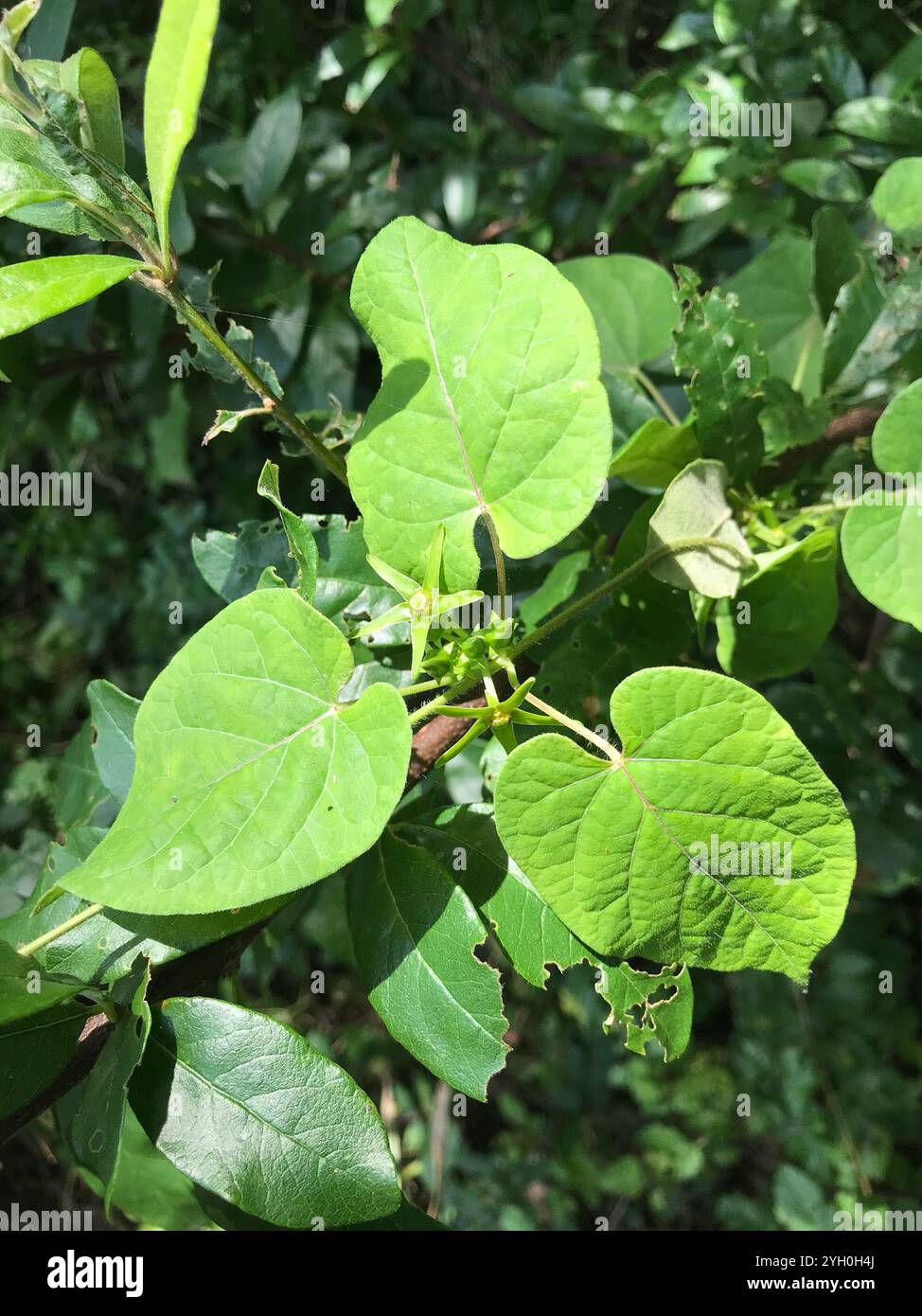 Suberosus hi-res stock photography and images - Alamy