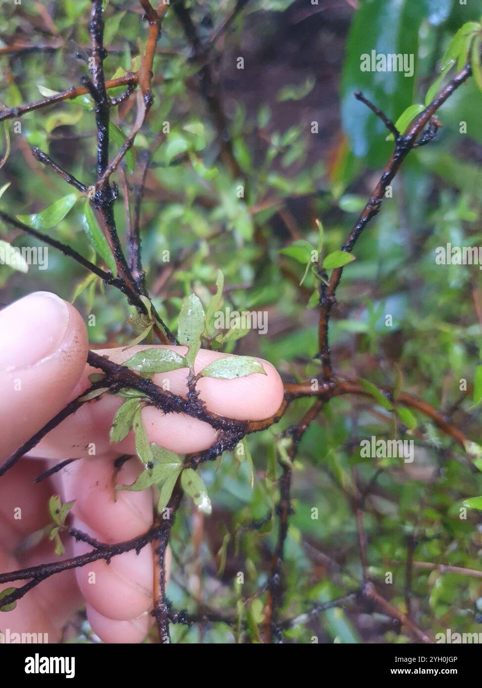 Twiggy coprosma (Coprosma rhamnoides Stock Photo - Alamy