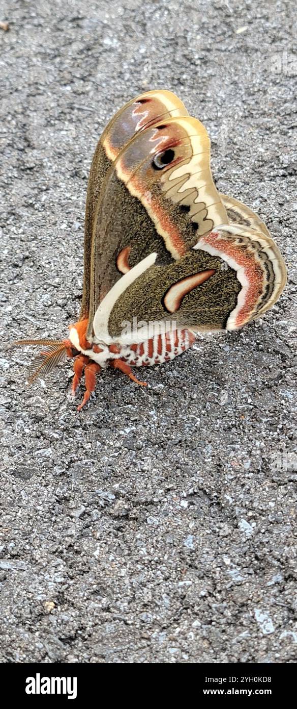 Cecropia Moth (Hyalophora cecropia Stock Photo - Alamy