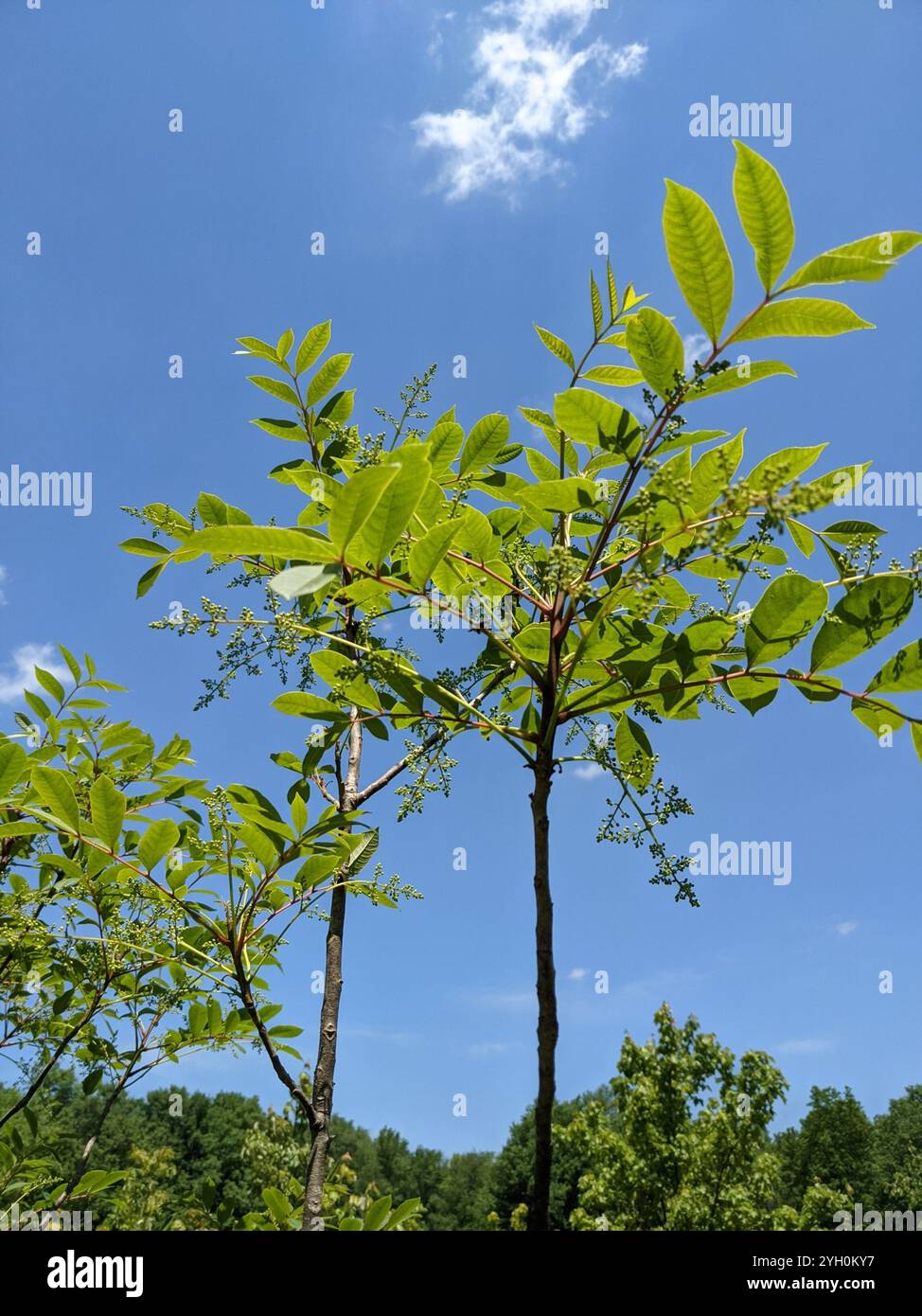 poison sumac (Toxicodendron vernix) Stock Photo