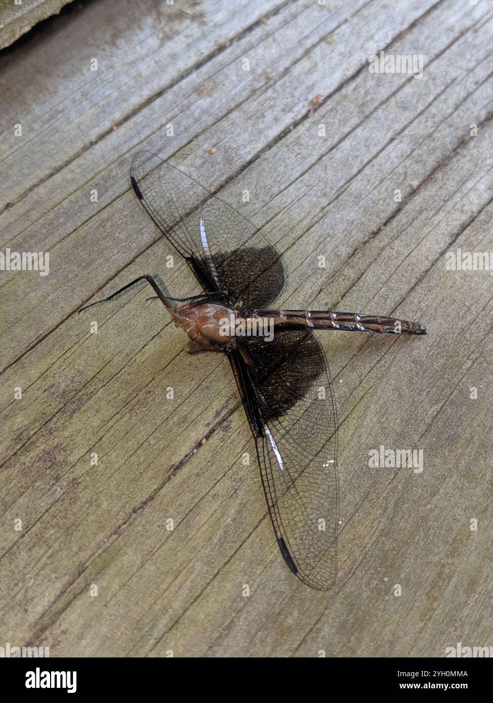 Widow Skimmer (Libellula luctuosa Stock Photo - Alamy