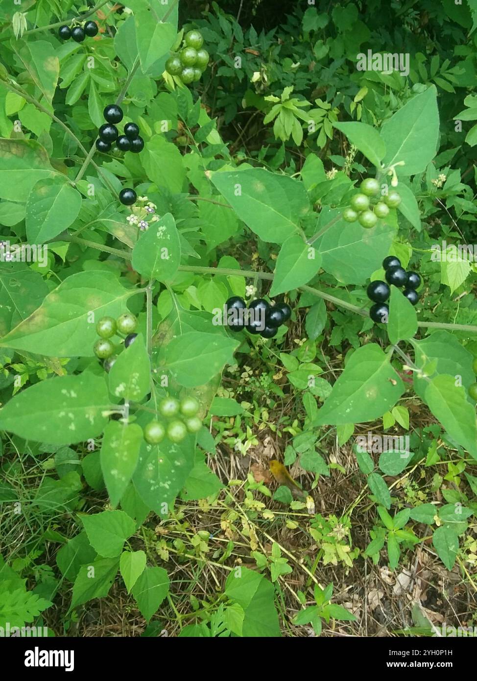 American black nightshade (Solanum americanum Stock Photo - Alamy