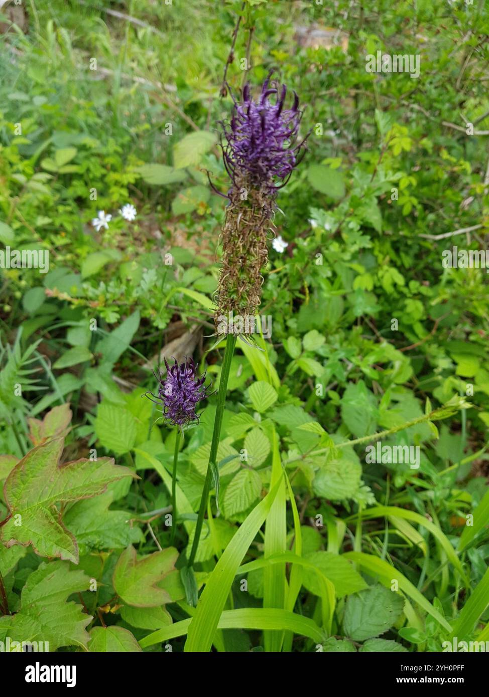 Black rampion phyteuma nigrum hi-res stock photography and images - Alamy