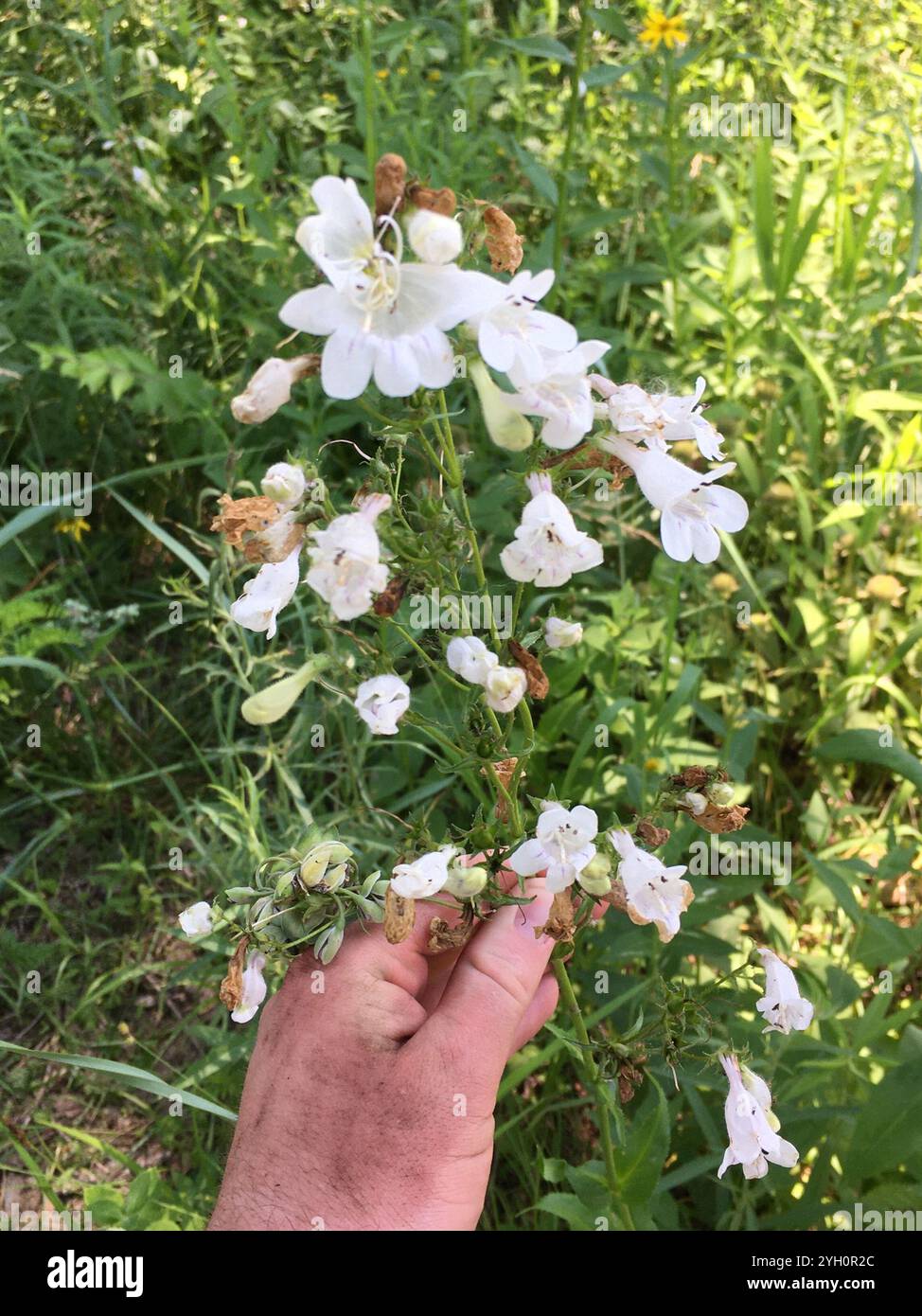 foxglove beardtongue (Penstemon digitalis Stock Photo - Alamy