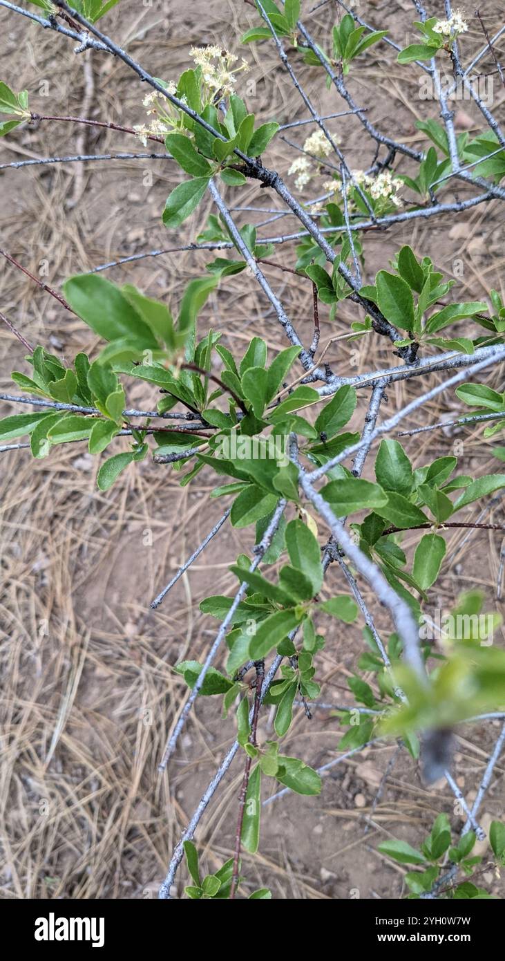 Prunus emarginata hi-res stock photography and images - Alamy