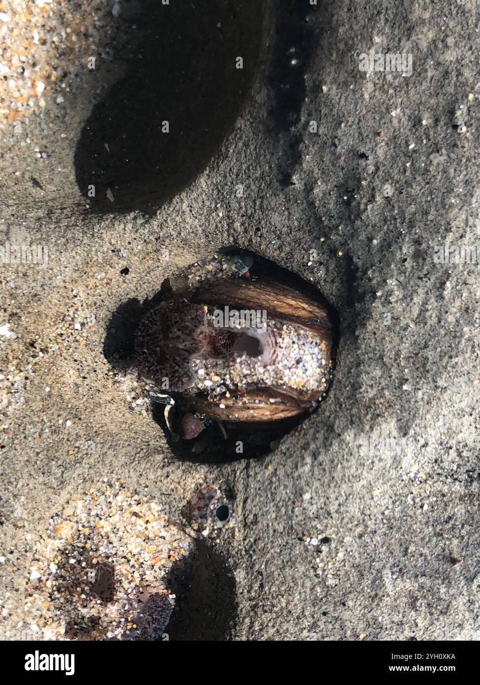 Rough piddock hi-res stock photography and images - Alamy