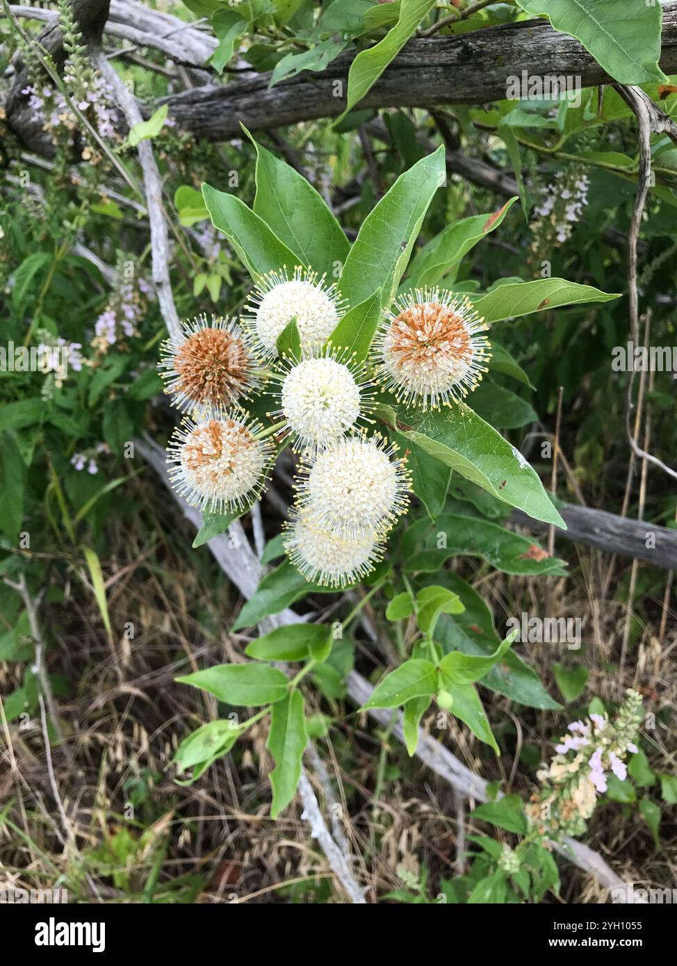 buttonbush (Cephalanthus occidentalis Stock Photo - Alamy