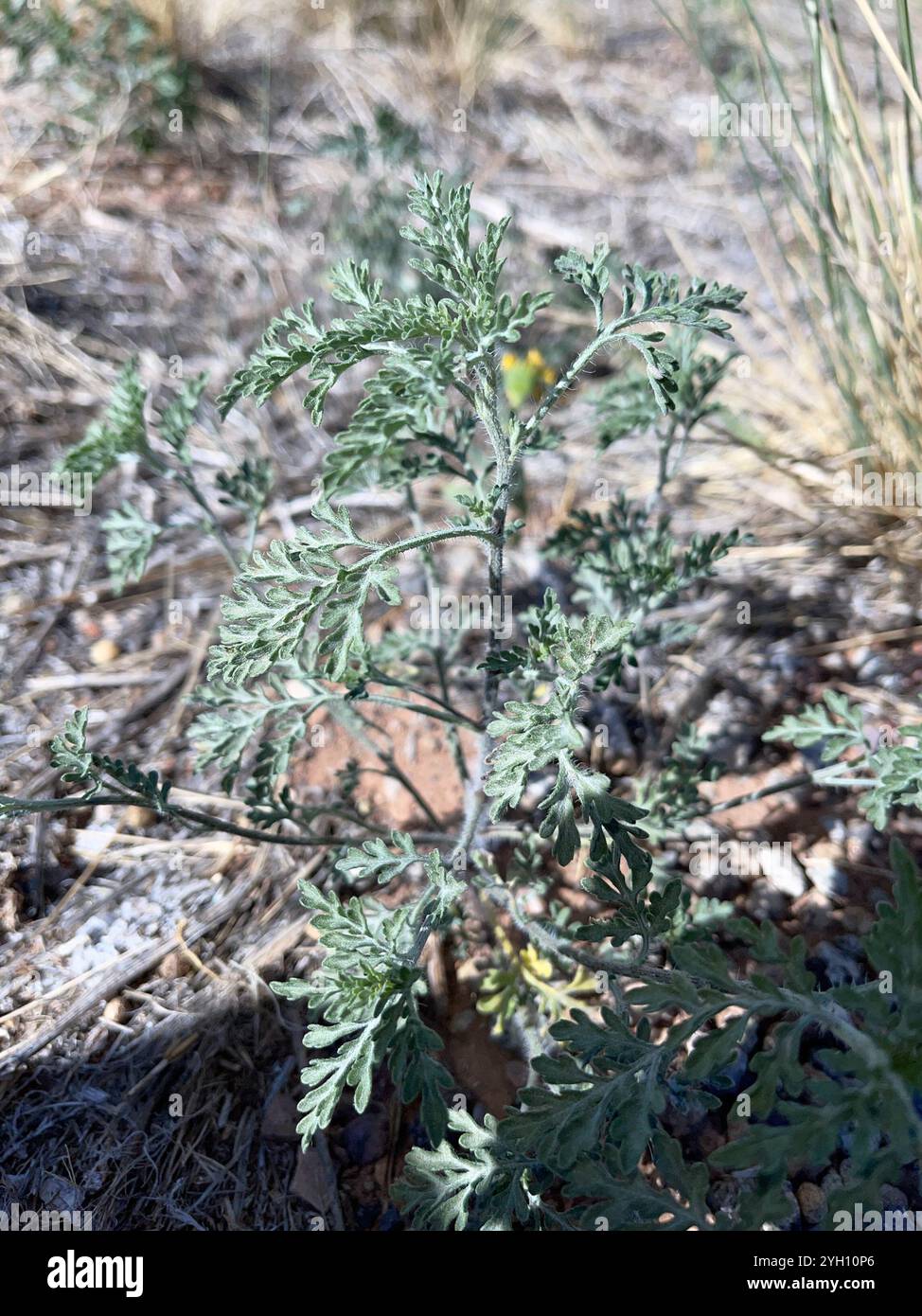 common ragweed (Ambrosia artemisiifolia Stock Photo - Alamy