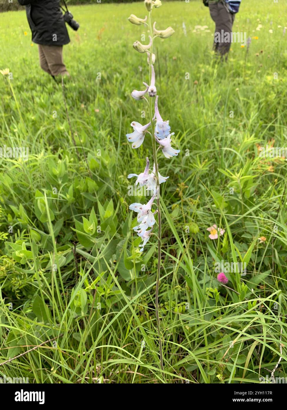 Delphinium carolinianum hi-res stock photography and images - Alamy