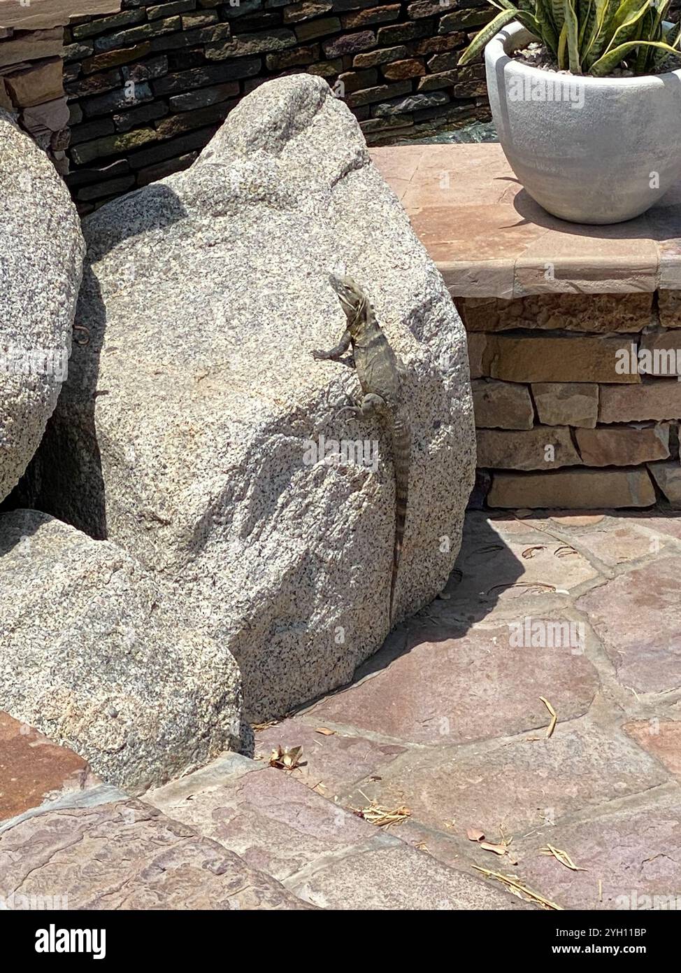 Cape Spiny-tailed Iguana (Ctenosaura hemilopha) Stock Photo