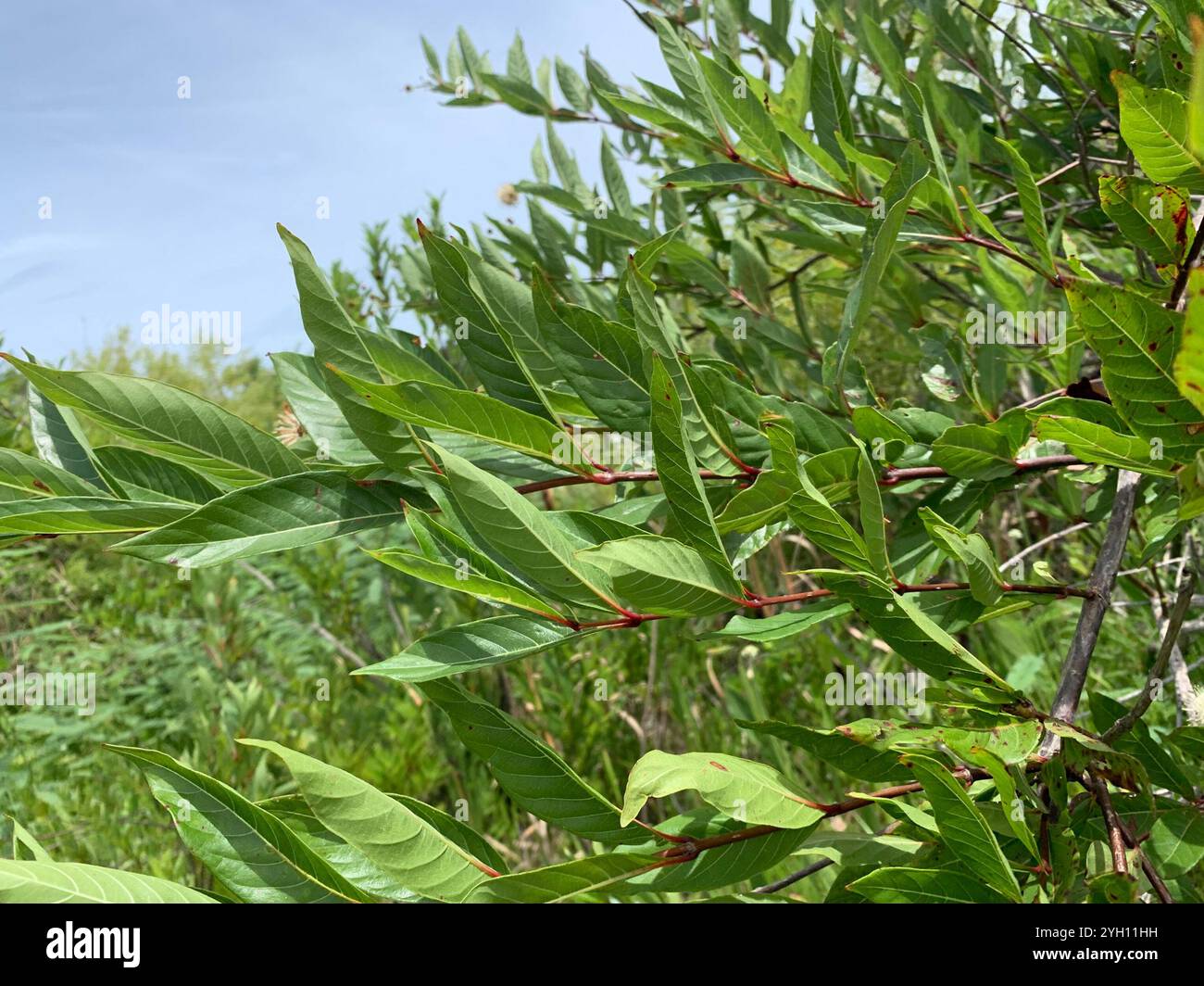 buttonbush (Cephalanthus occidentalis Stock Photo - Alamy
