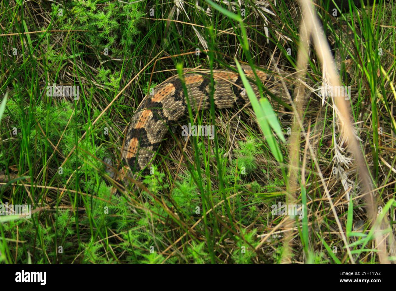Timber Rattlesnake (Crotalus horridus Stock Photo - Alamy