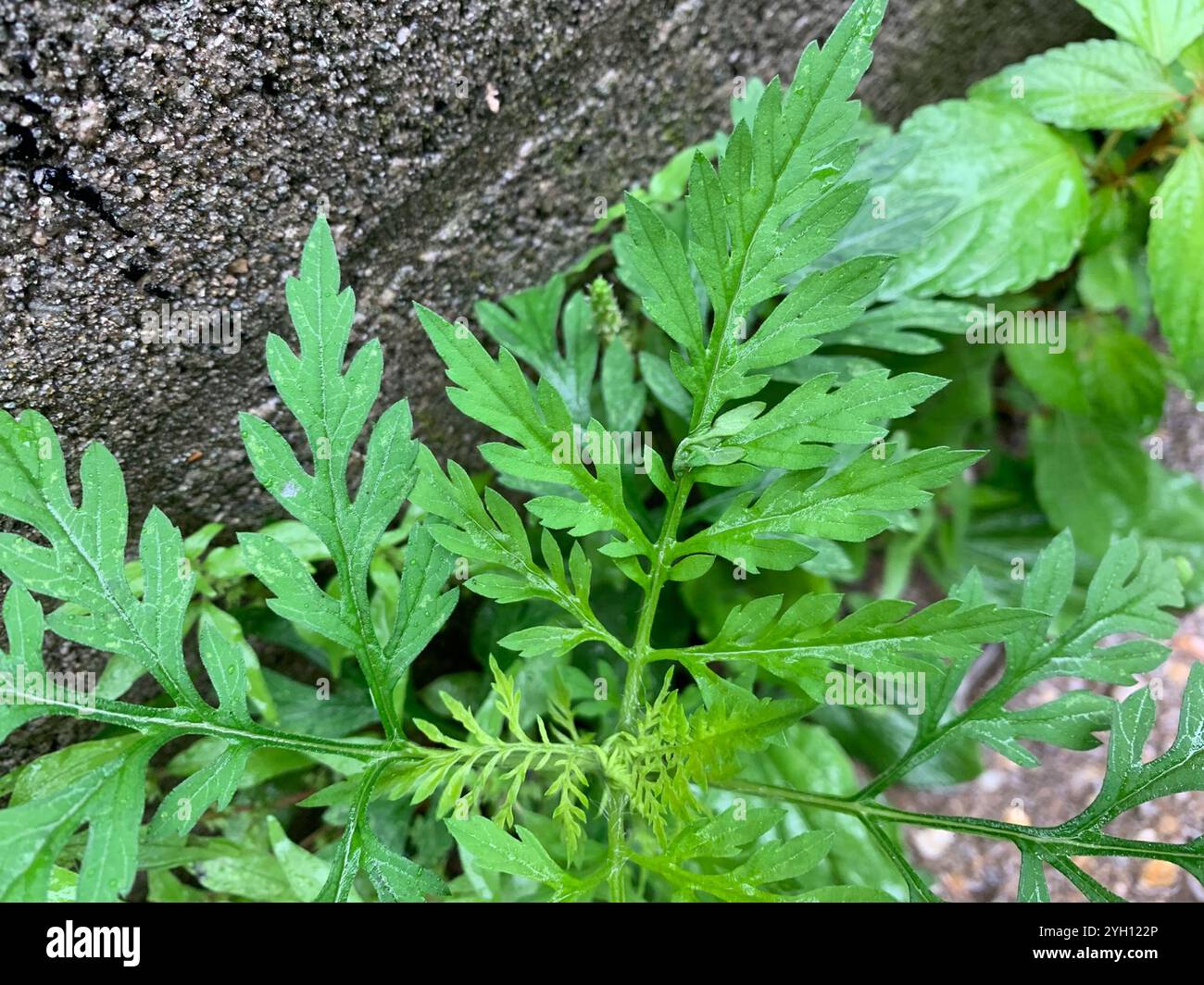 common ragweed (Ambrosia artemisiifolia Stock Photo - Alamy