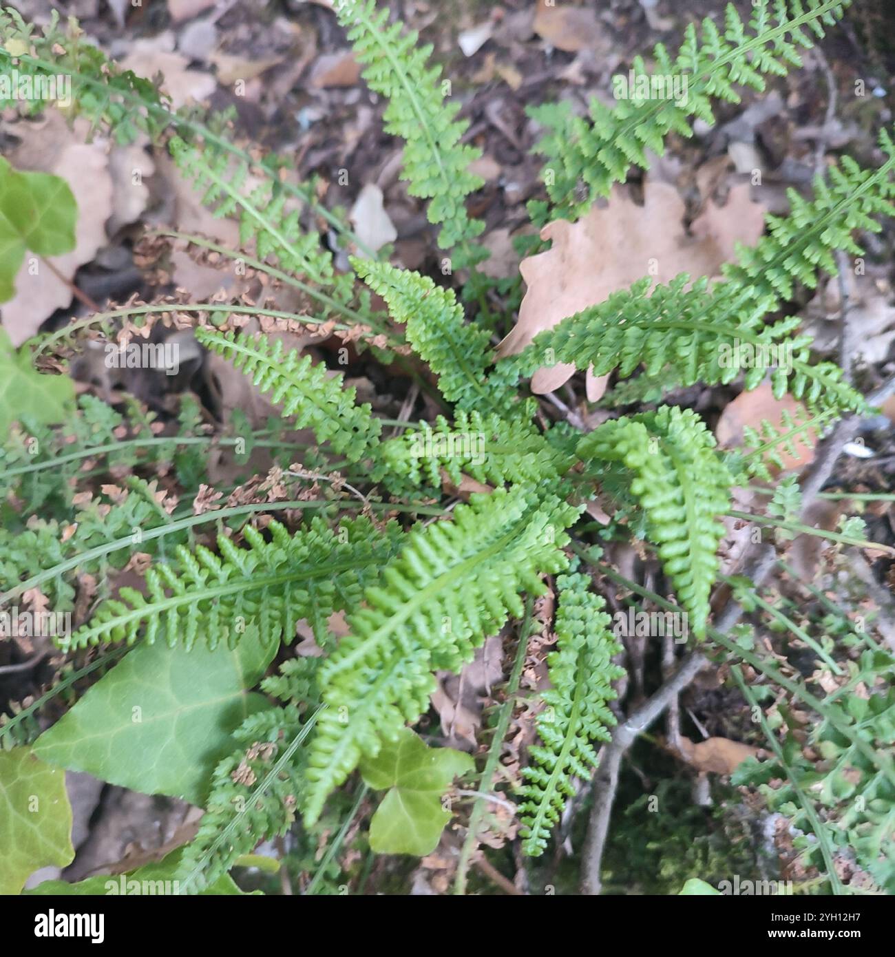 Smooth rock spleenwort (Asplenium fontanum Stock Photo - Alamy