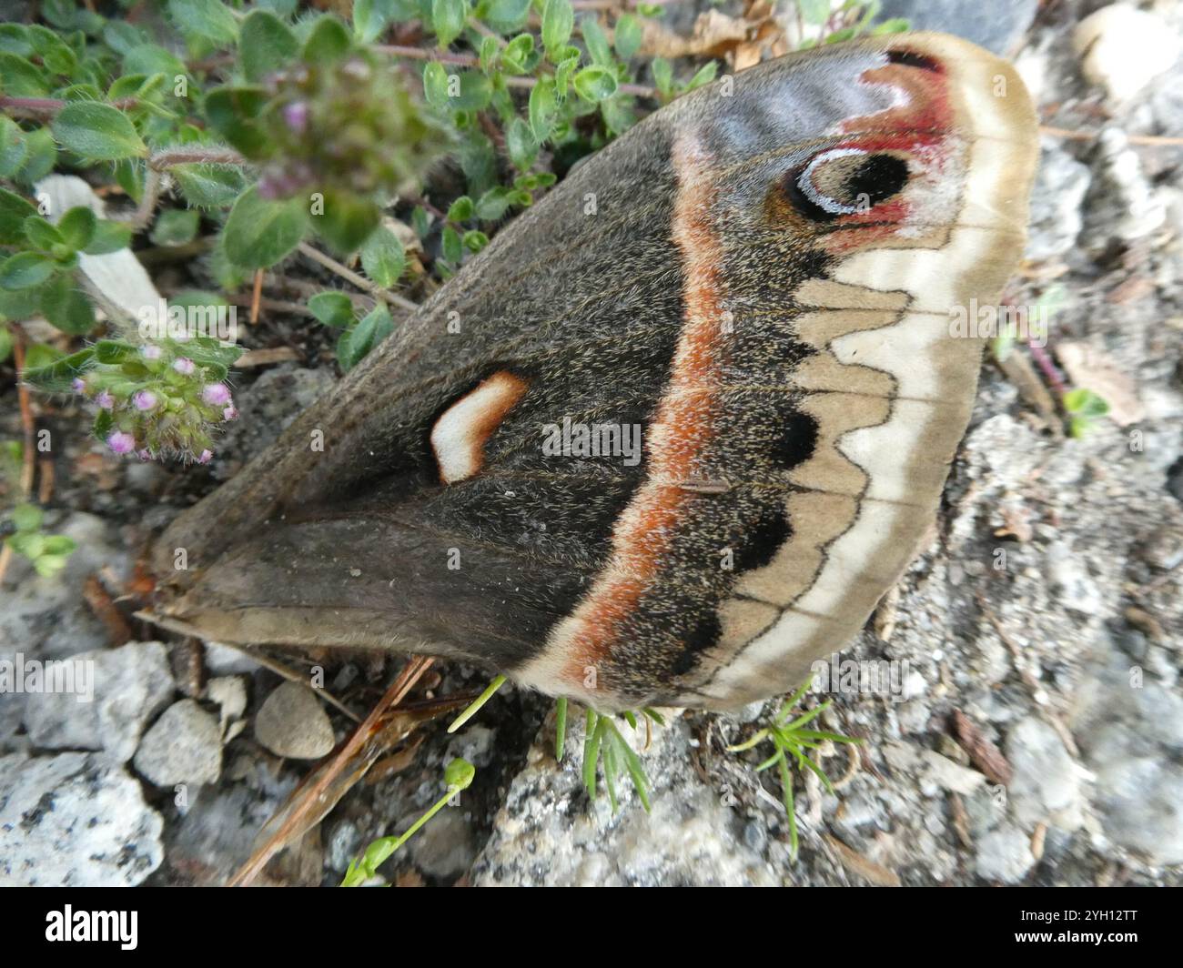 Cecropia Moth (Hyalophora cecropia Stock Photo - Alamy