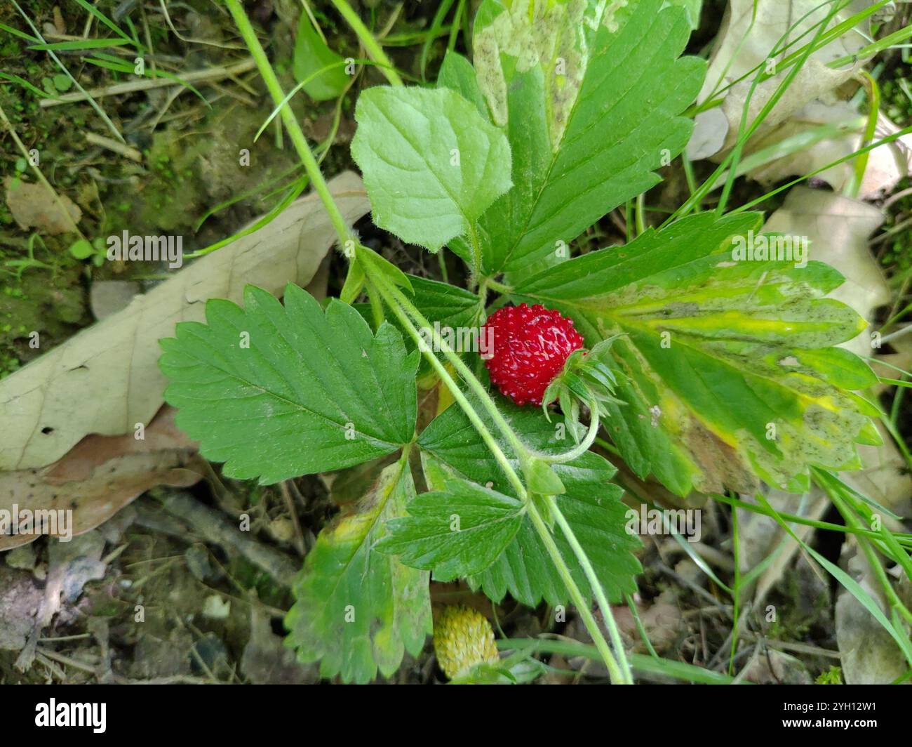 woodland strawberry (Fragaria vesca Stock Photo - Alamy