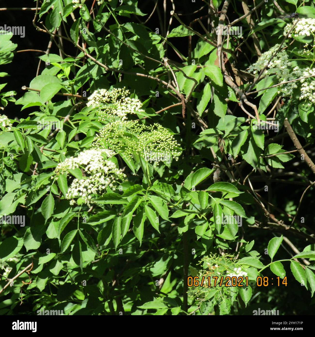 5 Semi Di Sambucus Canadensis, Sambuco Del Canada, Sambuco Bianco - Foto 9