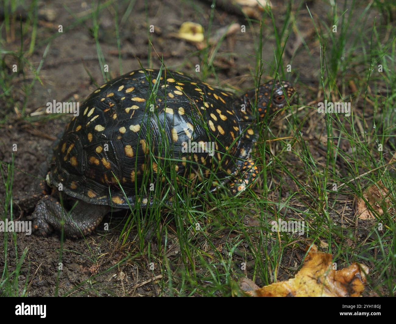 Eastern Box Turtle (Terrapene carolina carolina Stock Photo - Alamy