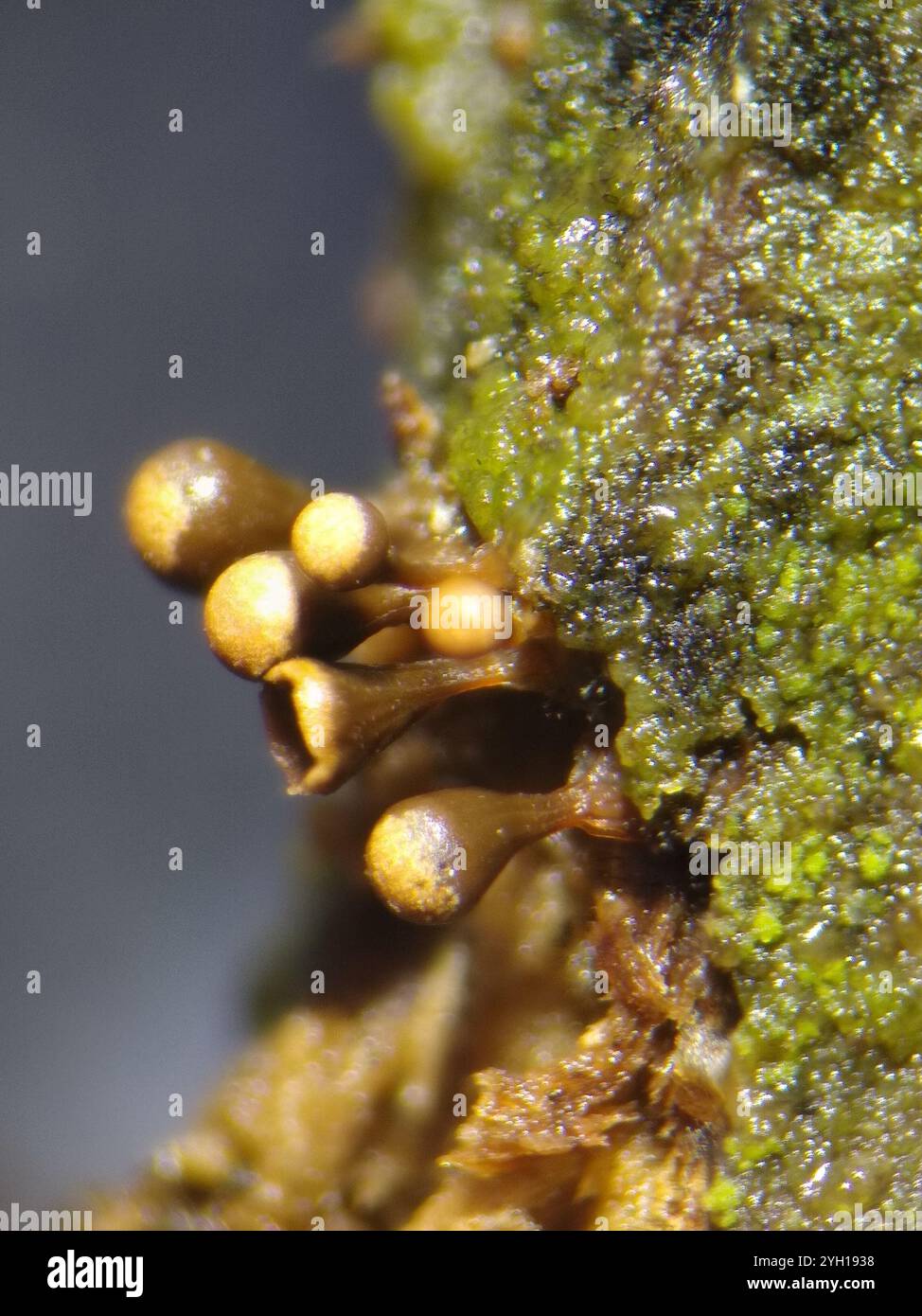 Crateriformis hi-res stock photography and images - Alamy