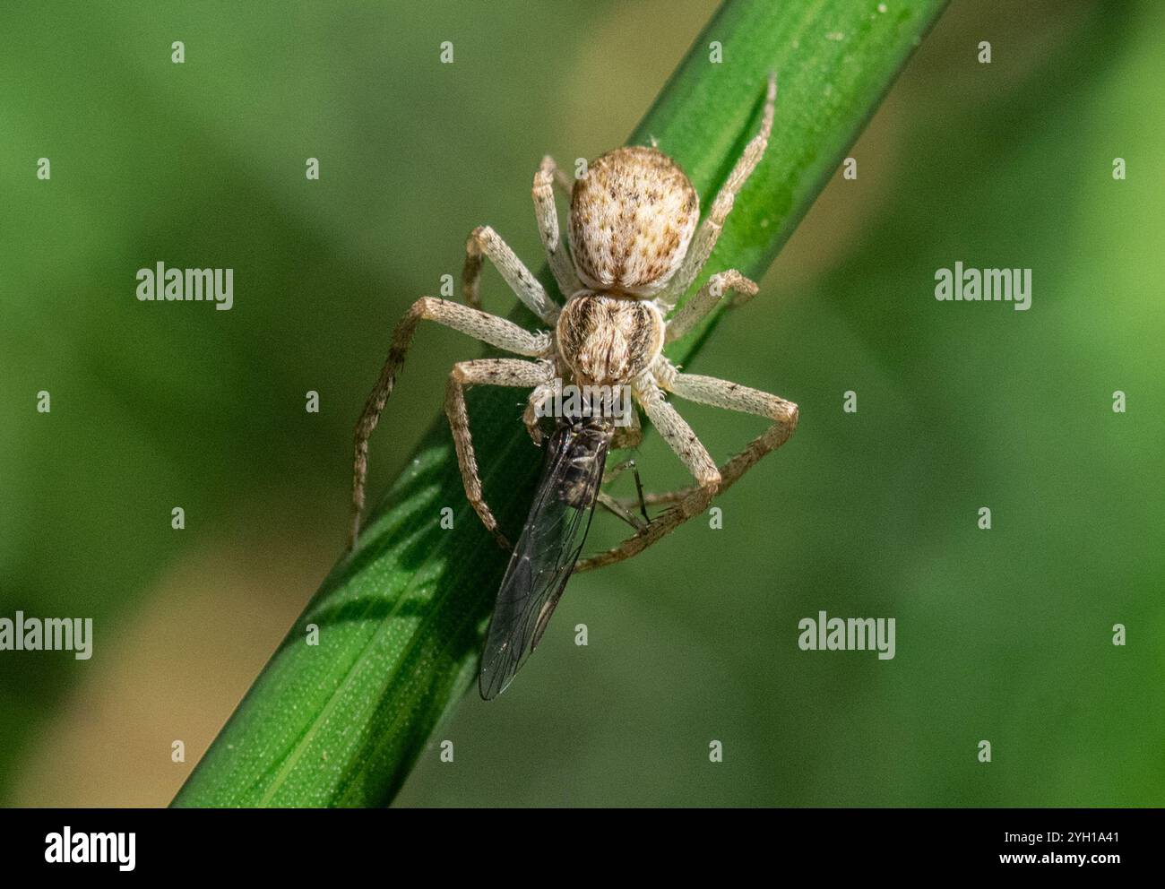 Eurasian Running Crab Spider (Philodromus dispar Stock Photo - Alamy