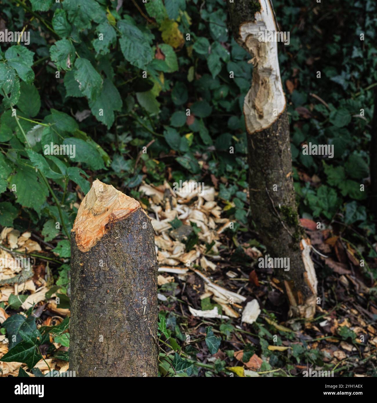 Details of wooden logs and shrubs gnawed by the Beaver Stock Photo - Alamy