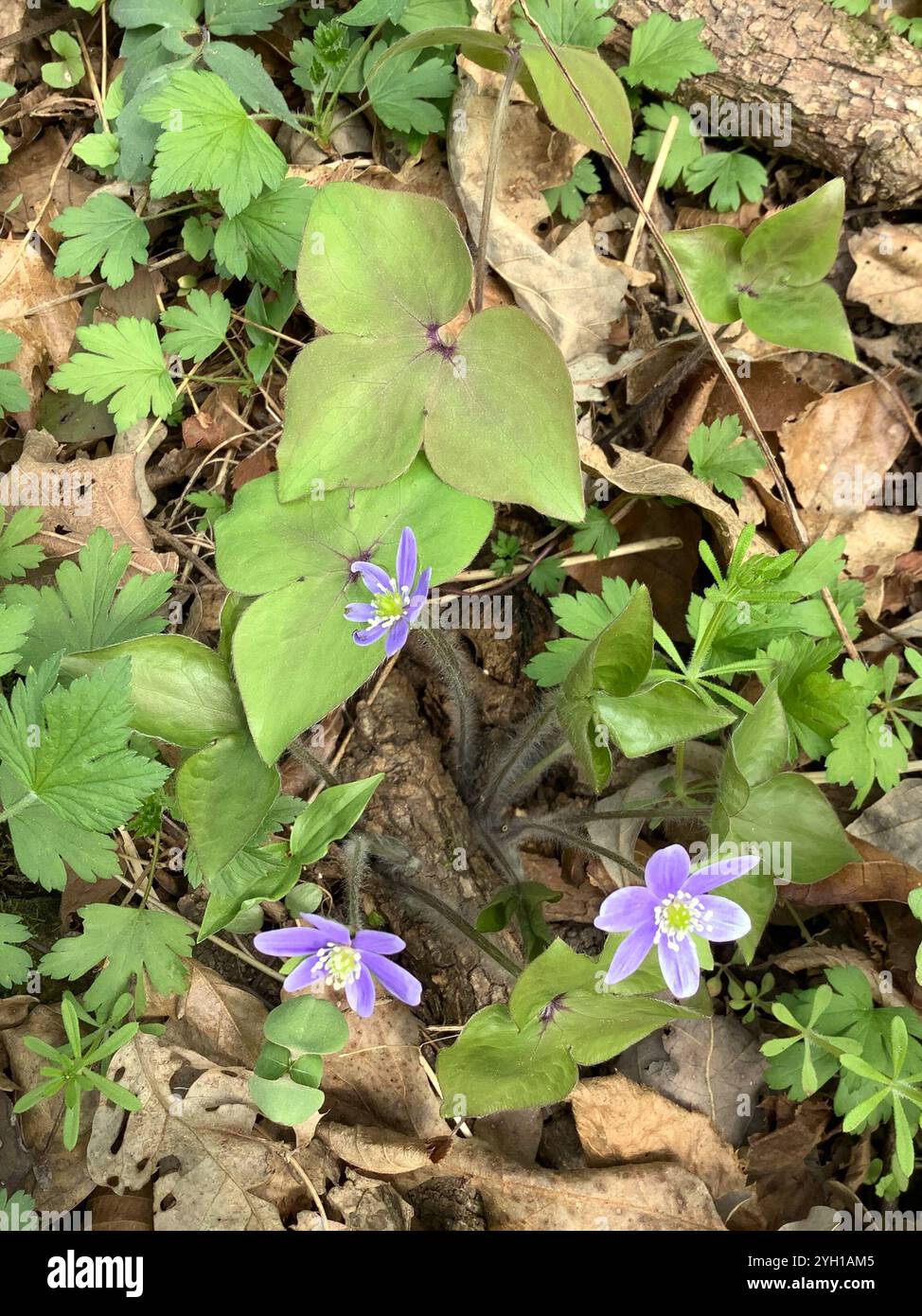 sharp-lobed hepatica (Hepatica acutiloba Stock Photo - Alamy