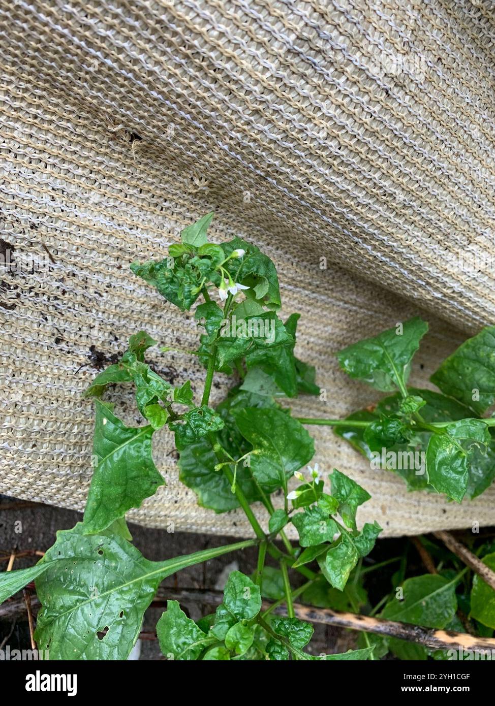 Black Nightshade Complex (Solanum nigrum Stock Photo - Alamy