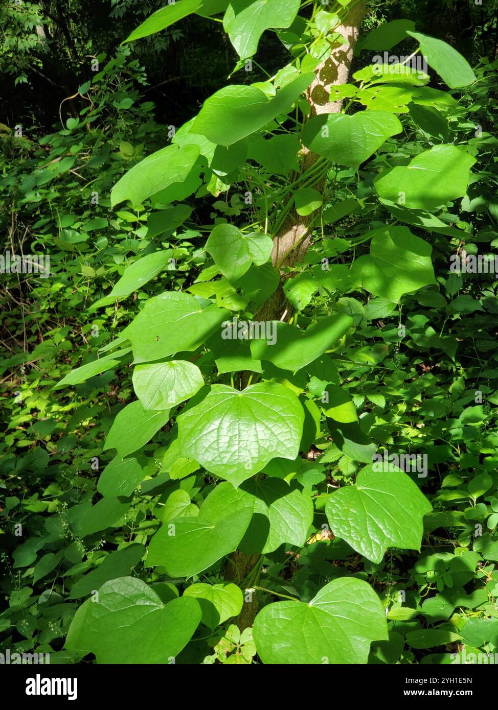Moonseed Tree moonseed (Menispermum canadense Stock Photo - Alamy