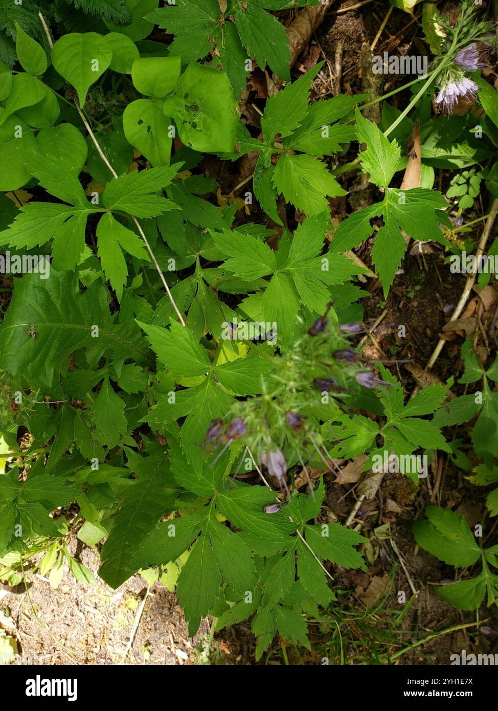 Virginia waterleaf (Hydrophyllum virginianum Stock Photo - Alamy