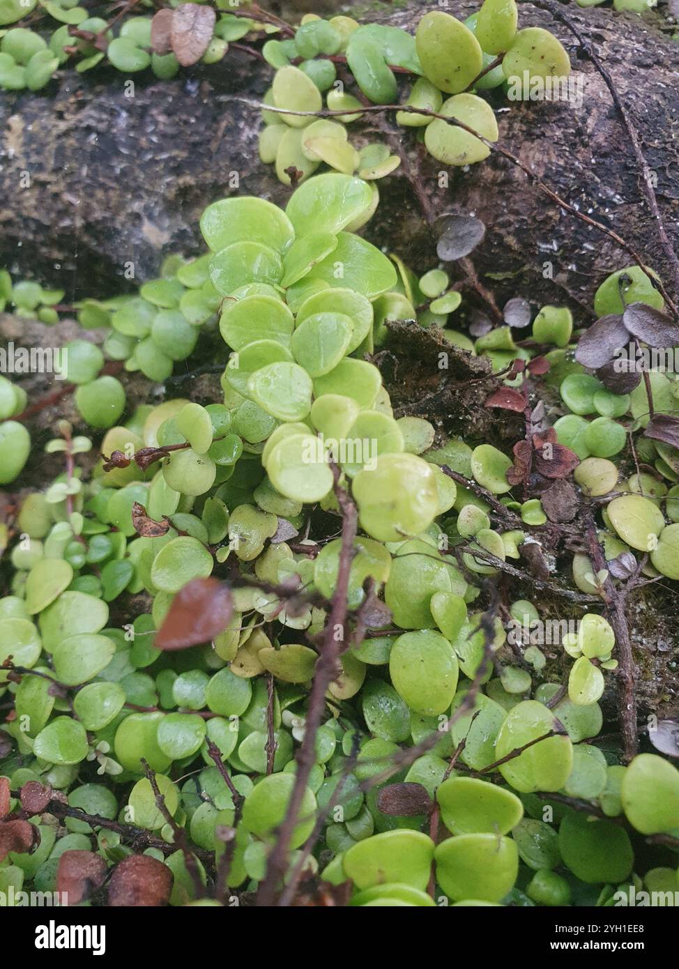 climbing rātā (Metrosideros perforata Stock Photo - Alamy