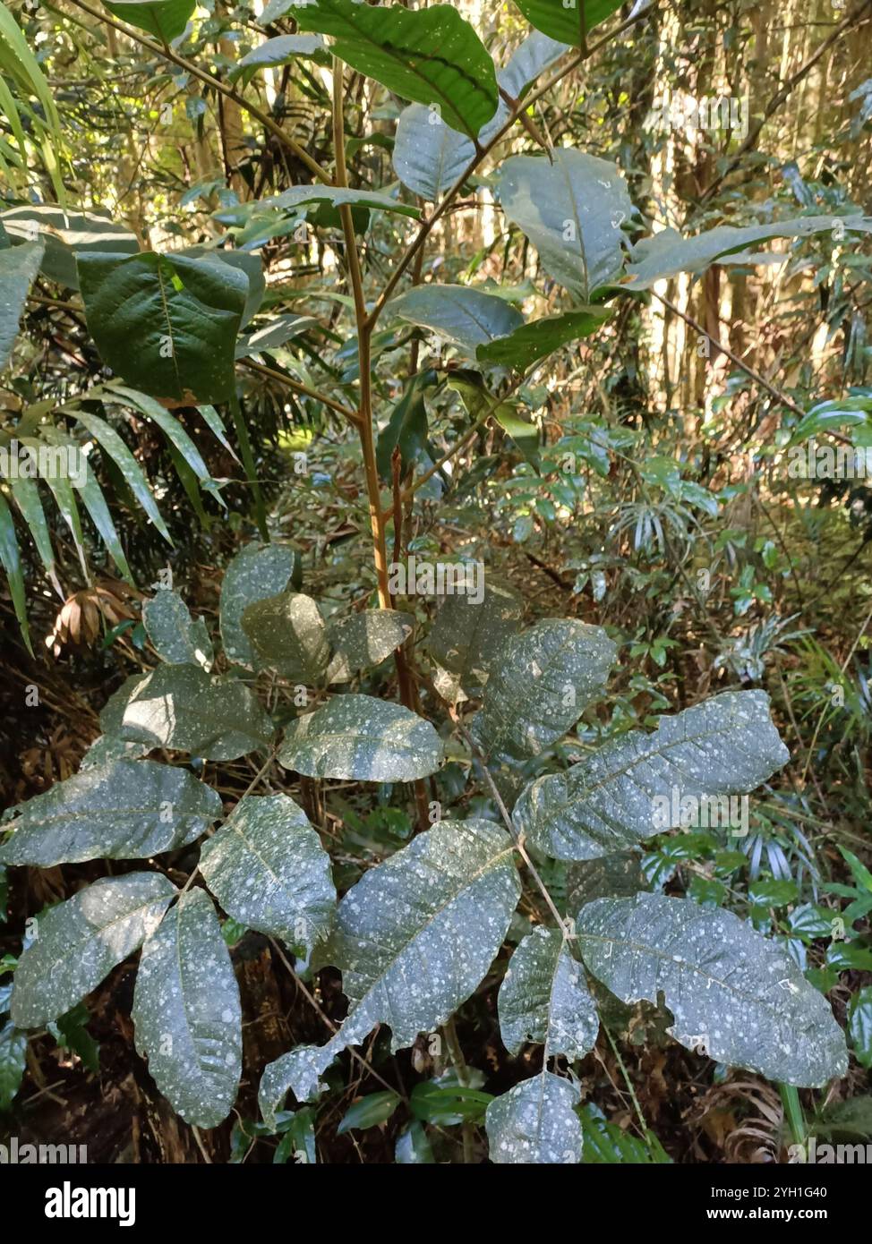 Native Tamarind (Diploglottis australis Stock Photo - Alamy